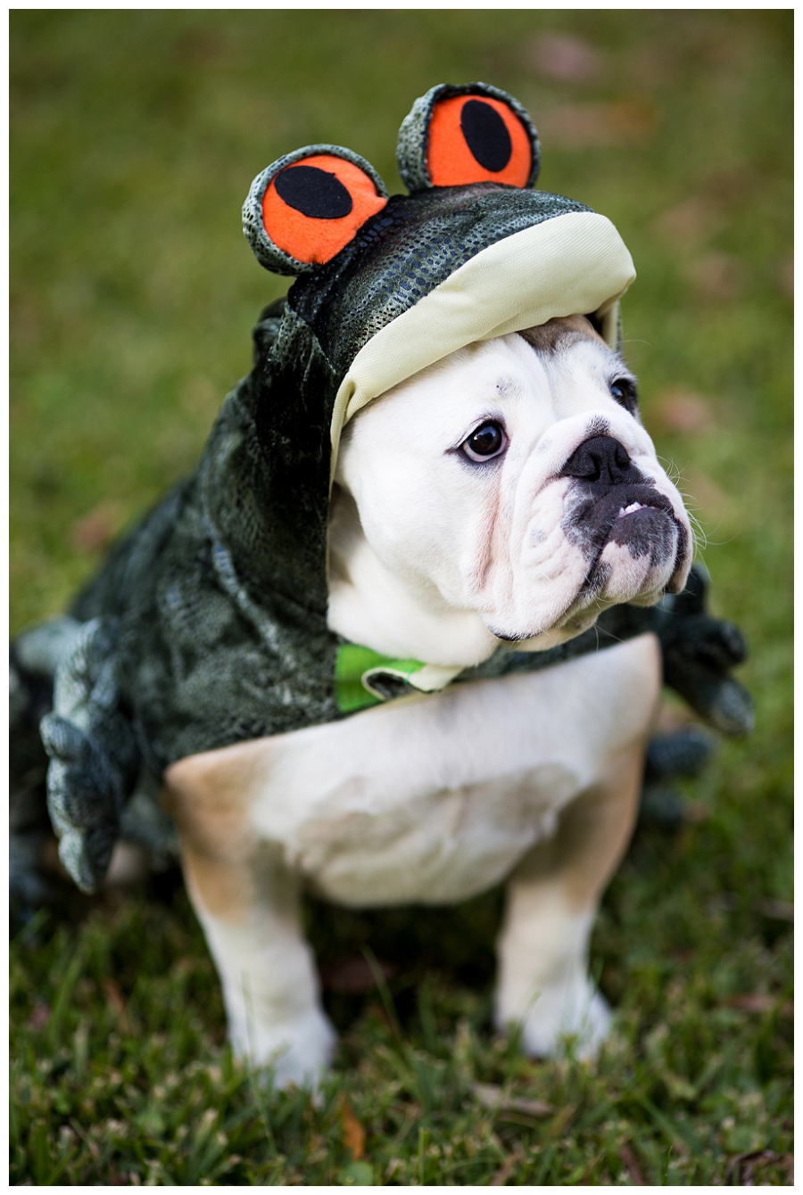 Norfolk Pet Photographer ~Wilbur Skaggs is a {Bull} Frog!~