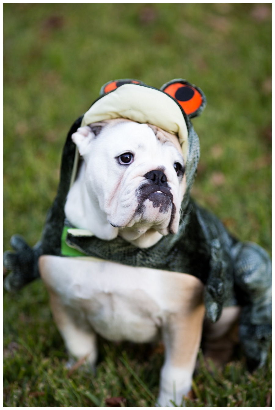 Norfolk Pet Photographer ~Wilbur Skaggs is a {Bull} Frog!~
