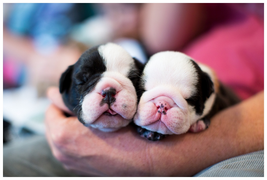 Puppies!!!  ~Pet Photographer Chesapeake Virginia~