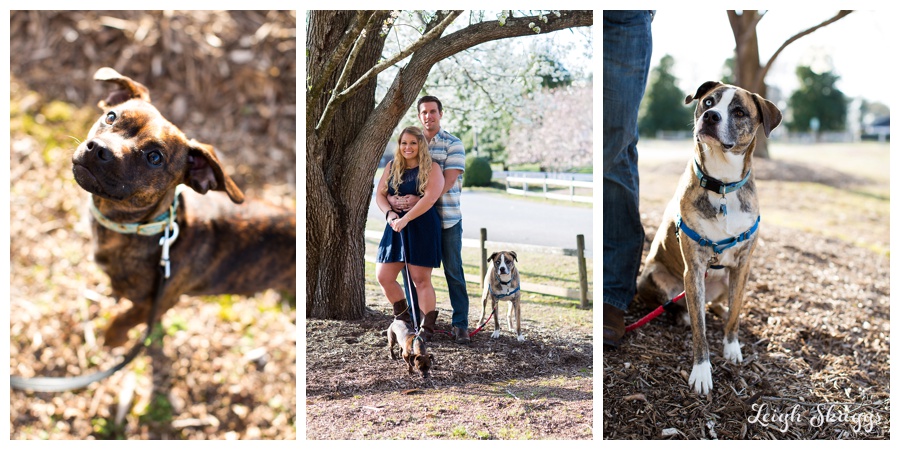 A Munden Point Park Engagement Session with a fun couple and some adorable pooches!