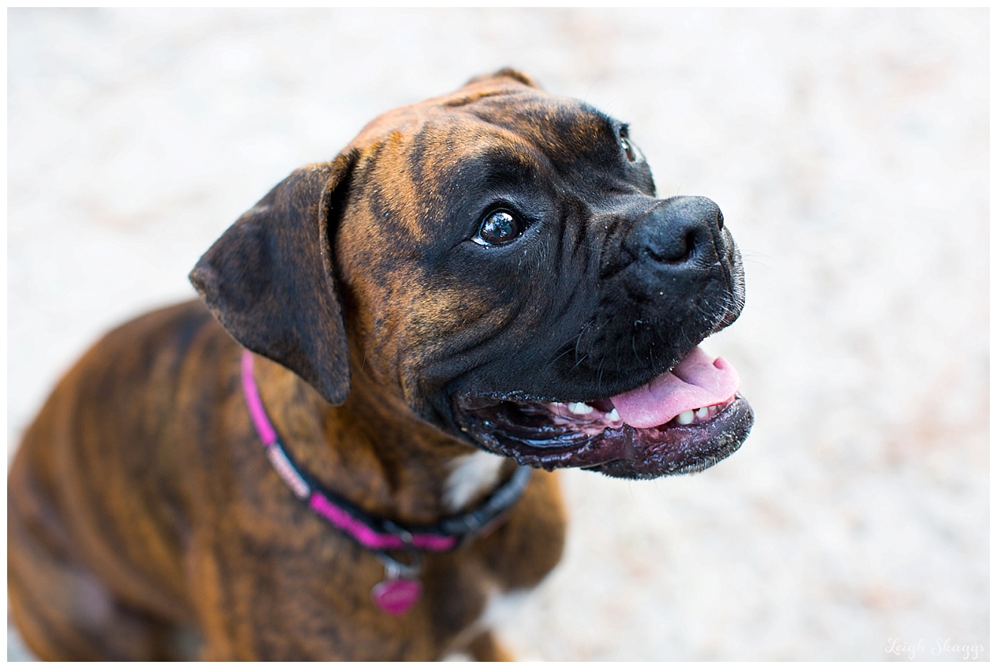 Tracey & Richard are Engaged Their First Landing Engagement session with Boxer Pups!