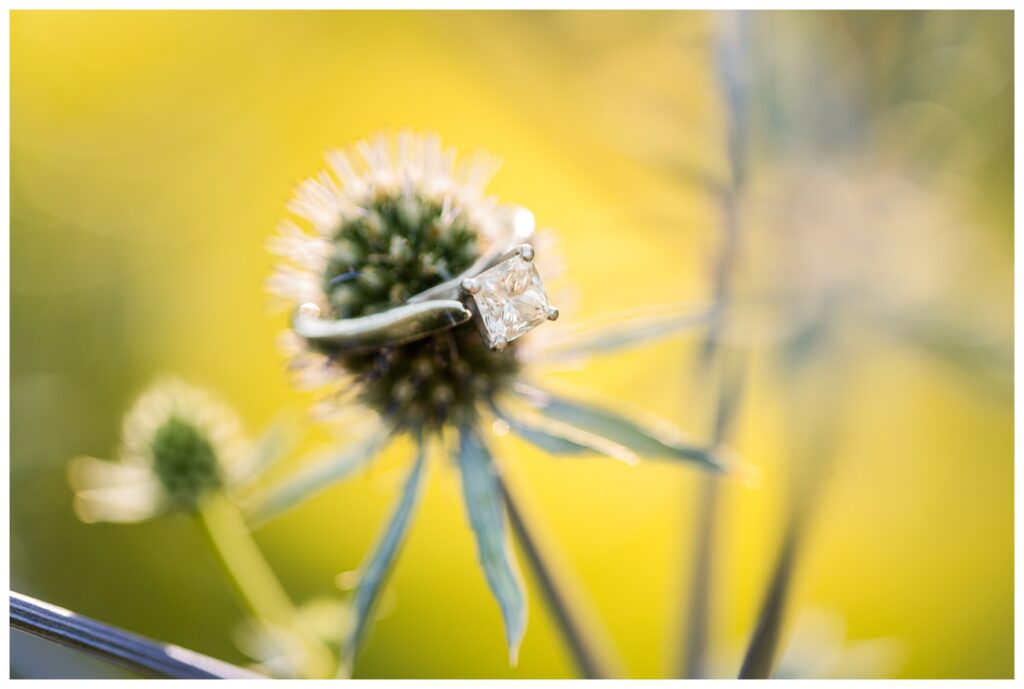 Alexis, Christian & Daisy | Norfolk Botanical Garden Engagement Session