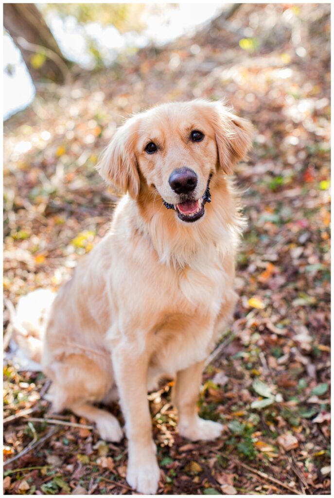 Carrie, Nick and Cooper | Oak Grove Lake Park Engagements in Chesapeake Virginia