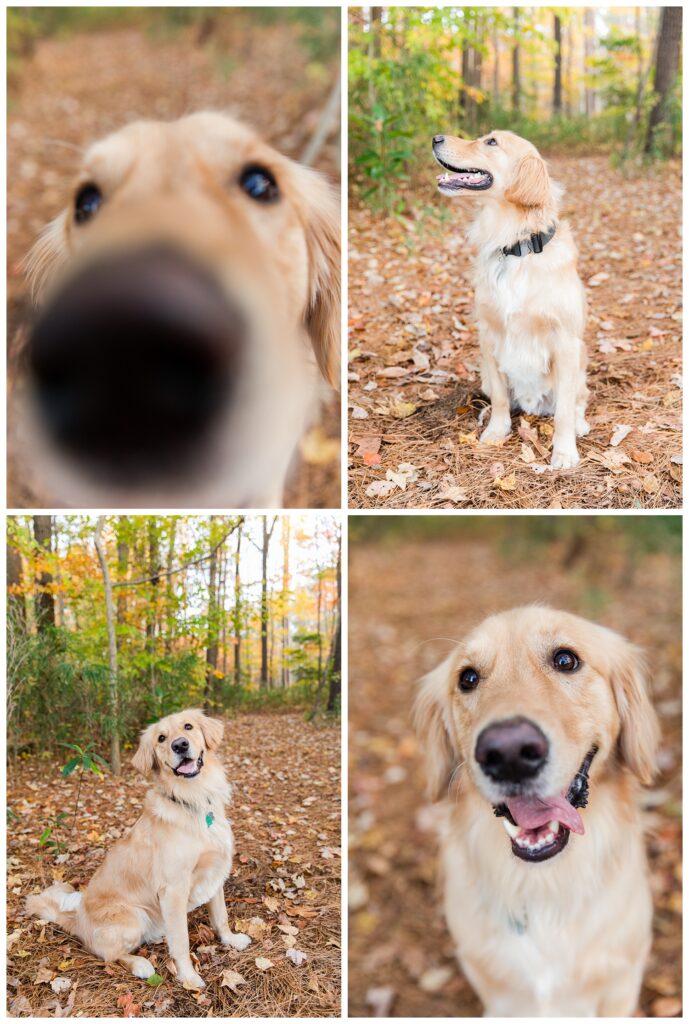 Carrie, Nick and Cooper | Oak Grove Lake Park Engagements in Chesapeake Virginia